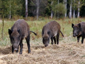 Here come the wild boars!