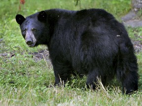 File photo of a bear.