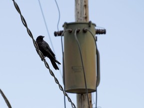 A bird on a wire in northwest Regina.