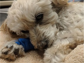 Cheryl Tuharsky's Maltese poodle Zoey was attacked by a larger dog at the Cathy Lauritsen Memorial Off-Leash Dog Park on July 14, 2018. The dog suffered serious injuries but is recovering well.