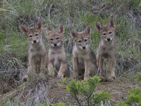 Four coyote pups are pictured in the Nature Conservancy of Canada conservation area near Pasqua Lake in Saskatchewan. Submitted photo by Jason Bantle.