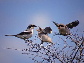 A family of Loggerhead Shrikes (also known as Butcher Birds). The species is threatened and conservation efforts are being made to increase its numbers in Saskatchewan.