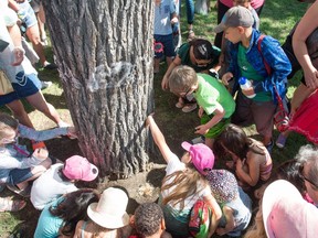 Children crowd around the base of a tree to watch ladybugs during an event where hundreds of thousands of the insects were released by the City of Regina in Victoria Park.