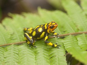 Researchers at the University of Saskatchewan have discovered three new Oophaga poisonous dart frog species in Colombia, anchicayensis (pictured), andresi and solanensis. However, these new species may already be at the risk of extinction, and the findings of the study will provide evidence to Colombian policy-makers that could inform targeted conservation strategies for endangered frogs.