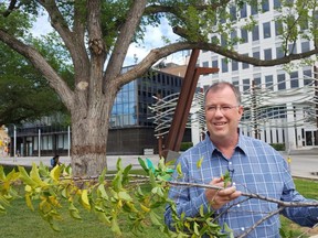 Russell Eirich, manager of horticulture, pest control and forestry for the City of Regina, holds a branch showing the effects of Dutch elm disease in front of the oldest elm tree in the city in Victoria Park.