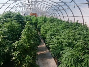 Three people were charged after RCMP discovered what they called a marijuana grow op in the RM of Medstead, Sask.(Supplied/RCMP)