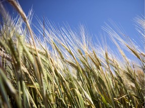 A crop grows in a field near Regina.