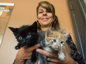 Lisa Koch, Regina Humane Society executive director, stands in the RHS office holding kittens. Animal shelters are hoping to find homes for more than 500 pets, province-wide.