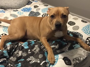 A photo of Missty, a dog who was shot by a Regina police officer on Wednesday. The dog is an American Staffordshire Bull Terrier Cross. The dog is owned by Regina resident Lance Murphy, who believes the officer was not justified in shooting his dog. Photo courtesy Lucas Murphy.