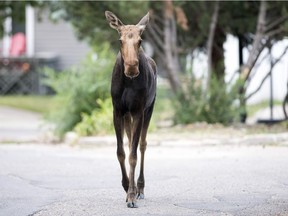 A young moose was on the loose this morning in Uplands in Regina.
