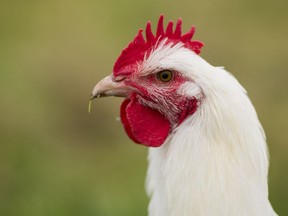 A councillor keeping chickens in a residential area voted against a motion that would confirm the disallowance of her birds.