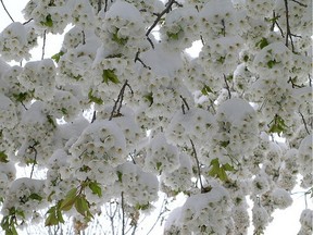'Spring Snow' flowering crabapple is ideal for those who want flowers but no messy apples on their lawn. (Aubin's Nursery)