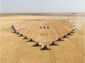 Twenty harvesters, four grain carts and about 100 spectators and volunteers were on hand Sunday morning to get the crop off in just a few hours.