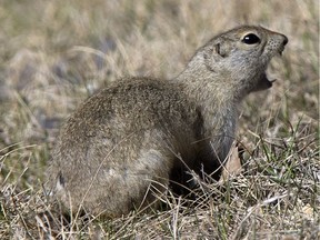 A gopher.