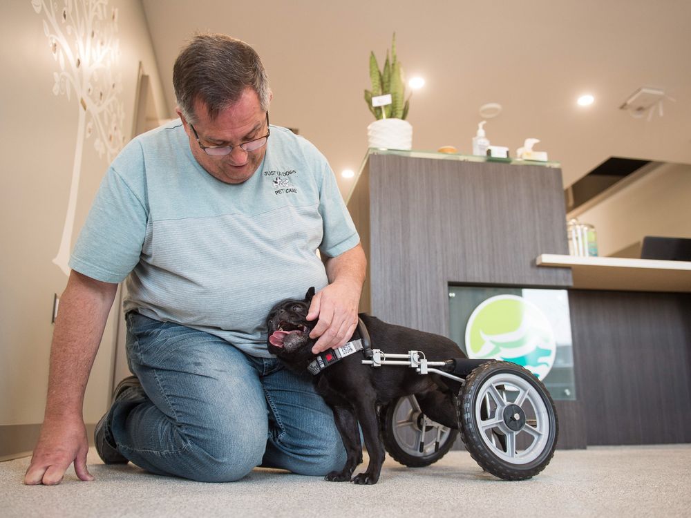 Isaac the pug gets new lease on life with custom made wheelchair