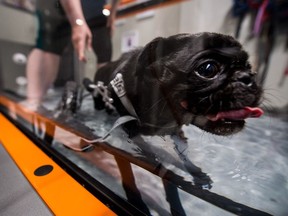 Isaac, a pug with spinal issues making his back legs inoperable, uses his wheeled cart on a special treadmill which allows him to be immersed in water during therapy at the Veterinary Mobility Centre on McAra Street.