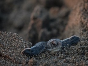 ADANA, TURKEY - AUGUST 23:  A rescued baby green sea turtle moves towards the sea after being released by WWF staff after being rescued the previous day from a nest site at Acyatan Beach on August 23, 2018 in Adana, Turkey. All seven marine turtle species around the world are classified as endangered or vulnerable, however due to recent conservation efforts, sea turtle numbers have stabilized and in some cases increased. Turkey is one of the most important nesting sites in the Mediterranean Sea for two of the seven species, the Caretta Caretta (Loggerhead Turtle) and the Green Sea Turtle. Tourism, habitat reduction, fishing and climate change are the main threats to the sea turtle populations in Turkey, however much has been done across the twenty-two beaches that are sea turtle nesting sites to insure the protection of females and nest sites. The WWF (World Wide Fund for Nature) in Turkey, runs a three-month operation every hatching season, from June to September. The operation involves a team of up to ten staff and volunteers, who primarily focus on nest protection activities as well as scientific and statistical data gathering on the turtle population. On the 22Km long Acyatan beach the team monitors more than 360 nests primarily of the endangered green turtle and a small number of loggerhead nests. Every morning team member comb the beach checking nests for new overnight hatchings and rescue any babies that were unable to make it to sea and are found at the nest as well as taking critical data such as the amount of eggs, nest sizes, temperatures and samples which are then sent for further analysis at various universities.
