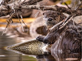 Dale Boan, Dinner Interrupted, first place: Our grand prize winner describes how this beautiful moment in the wild was captured. "I was in Prince Albert National Park with a group photography friends. As we drove along the lake shore road, I fell way behind the group. Cresting a small hill I was shocked to see an otter on the side of the road. While I stopped and grabbed my camera, it crawled off the road into a stream. Through my camera, I could see it was towing a large northern pike. Quietly following it down the stream, to the lake, I eventually found it dining at the water's edge."