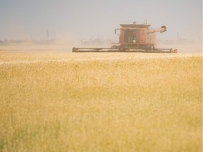 A combine kicks up dust during harvest near Regina.