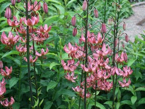 Martagon lilies ('Manitoba Fox' pictured here) are tall robust plants with masses of delicate flowers". (Uleli) (for Saskatoon StarPhoenix Bridges gardening column, Sept. 14, 2018)