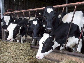 Cows are seen at a dairy farm on in Danville, Que., on August 11, 2015.