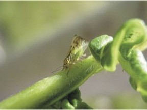 This tiny tree lice species, known as the cottony ash psyllid, has returned to Regina after a 10-year hiatus