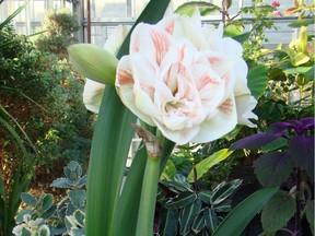 'Dancing Queen' double flowering amaryllis (Hippeastrum) (Jackie Bantle)