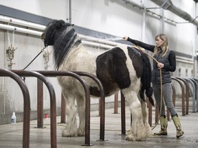 On Monday, Jackie Johnson, of Regina, washes her horse North Fork Cash, a 10-year-old Gypsy Vanner breed, that will take part in the Saskatchewan Horse Federation Equine Extravaganza this week in the Brandt Centre during the Canadian Western Agribition in Regina.