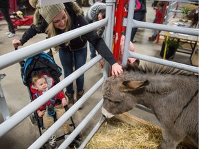 Stacy Hubic and one-year-old Emmit Hubic enjoy the company of Jeb the miniature donkey on display as part of the Wild Blue Psychology therapy livestock display at Agribition being held at Evraz place.