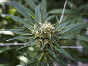 A cannabis plant approaching maturity is photographed at the CannTrust Niagara Greenhouse Facility during the grand opening event in Fenwick, Ont., on Tuesday, June 26, 2018. The chief of a First Nation operating an unlicensed cannabis store says another meeting is planned with the Saskatchewan government on the issue. Anthony Cappo of the Muscowpetung Saulteaux First Nation met with Justice Minister Don Morgan this morning.