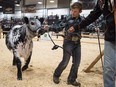 Dustin Spencer of Odessa, Saskatchewan leads his Speckle Park bred heifer Elizabeth out of the arena after showing the animal to a crowd at Canadian Western Agribition being held at Evraz Place.