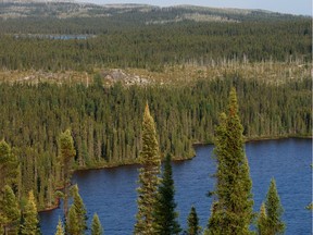 Boreal forest in Quebec.