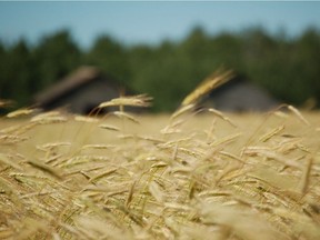 A wheatfield on a Saskatchewan farm.
