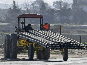 A farmworker moves irrigation pipe near Adams Brothers Farms west of Santa Maria, Calif., on Thursday, Dec. 13, 2018. U.S. health officials have traced a food poisoning outbreak from romaine lettuce to at least one farm in central California. But they cautioned Thursday that other farms are likely involved in the E. coli outbreak and consumers should continue checking the label before purchasing romaine lettuce. Officials said a water reservoir at Adams Brothers Farms in Santa Barbara County tested positive for the bacterial strain and the owners are co-operating with U.S. officials.