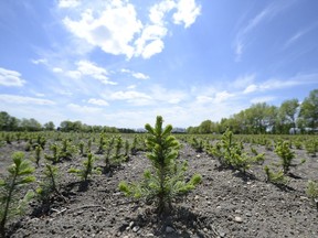 Trees growing at the former Agroforestry Development Centre in Indian Head on Wednesday, June 5, 2013.