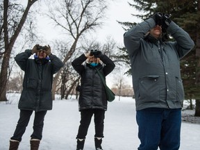 From right, Brett Quiring, Ingrid Alesich and Mary Field try to spot a chickadee in a tree in Wascana Park near the Saskatchewan Legislative building. The trio were part of annual Christmas Bird Count on Dec. 29, 2018.