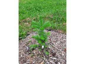 A SMART Balsam tree is shown in a 2017 photo provided by Dalhousie University. A Nova Scotia professor is striving to create the ideal Christmas tree, inside the only research lab of its kind in the world. Dalhousie University's Raj Lada is the director of the Christmas Tree Research Centre in Truro, N.S., a unique lab dedicated to improving Balsam Fir Christmas trees.THE CANADIAN PRESS/HO- Dalhousie University MANDATORY CREDIT