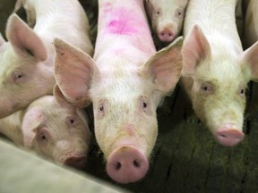 A stock image of pigs, which are processed for meat at Thunder Creek Pork in Moose Jaw.