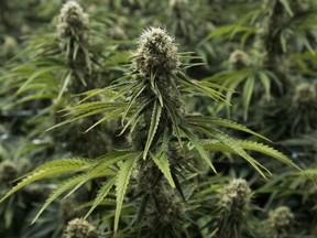 Cannabis harvested at the CannTrust Niagara Greenhouse Facility in Fenwick, Ont., is photographed on June 26, 2018.