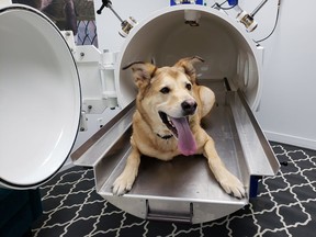 Six-year-old Rookie-Roo is shown in the new hyperbaric oxygen chamber at RAPS Hospital in Richmond.