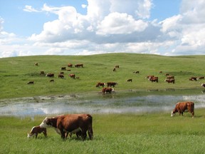 Part of a solid plan to deal with climate change is one that recognizes how farmers and ranchers contribute to carbon sequestration, writes Ryan Meili.