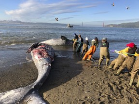 In this photo taken Tuesday, March 12, 2019, provided by The Marine Mammal Center, experts from the center and its partners at the California Academy of Sciences attempt to pull a gray whale carcass from the edge of the surf at Angel Island State Park, Calif. Marine experts say two dead gray whales were found in the San Francisco Bay this week and that one of them died from severe malnutrition. The Marine Mammal Center in Sausalito said Thursday scientists were unable to determine a cause of death for the other whale.