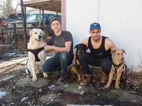 Samson Bieri, right, and Josh Wilkinson in a back yard in Regina with dogs Waffles, left, Stella, centre, and Bandit.