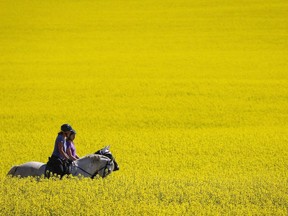 Riders and their horses pass through a canola field as they take an afternoon trail ride near Cremona, Alta., Tuesday, July 19, 2016.The organization that represents rural communities in Saskatchewan says Ottawa must do more to sort out the trade dispute with China affecting Canadian canola exports.