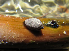 One of the tiny Banff snails that were discovered in 1926 and are found nowhere else in the world.