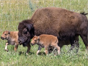 The potential reintroduction of a herd of plains bison is expected to take place later this year.