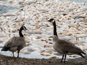 Geese stand next to a large group of dead fish on the edge of Wascana Lake.