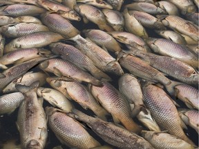 A large group of dead fish float on the edge of Wascana Lake.