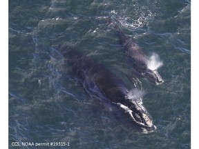 In this Thursday, April 11, 2019, photo provided by the Center for Coastal Studies, a baby right whale swims with its mother in Cape Cod Bay off Massachusetts. Researchers say they have located three right whale calves in the bay recently after finding none in 2018. The whales are among the rarest in the world.