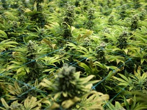 Firefighters responded to blaze around 18:15 on Saturday, and quickly discovered a cannabis crop in each of the five bedrooms, totalling over 100 plants, once they had contained the fire.